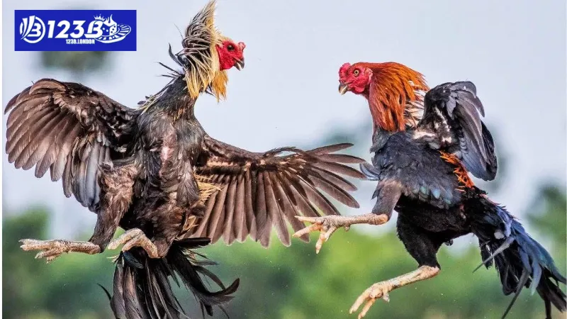 Bí kíp chơi đá gà tiền lớn bất bại