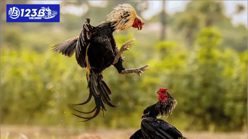 Đá gà truyền thống