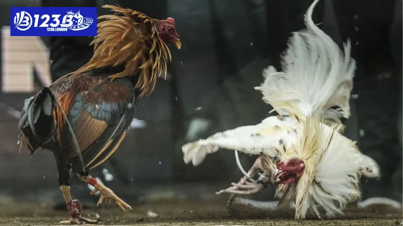 Khái niệm về đá gà nòi